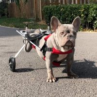 Small / Medium Dog Hind Leg Wheelchair review 0