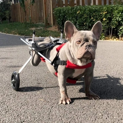 Small / Medium Dog Hind Leg Wheelchair review 