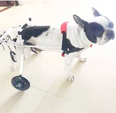 Small / Medium Dog Hind Leg Wheelchair review 