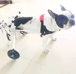 Small / Medium Dog Hind Leg Wheelchair review Patricia