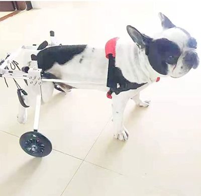 Small / Medium Dog Hind Leg Wheelchair review