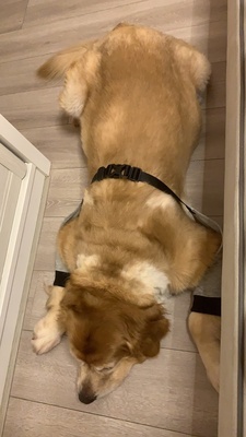 Dog Front Elbow Brace review jan