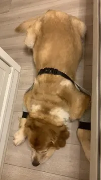 Dog Front Elbow Brace review 0