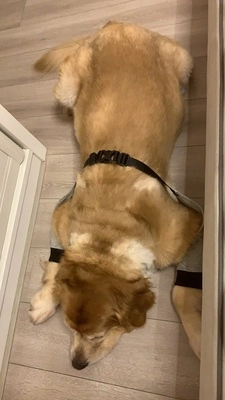 Dog Front Elbow Brace review 