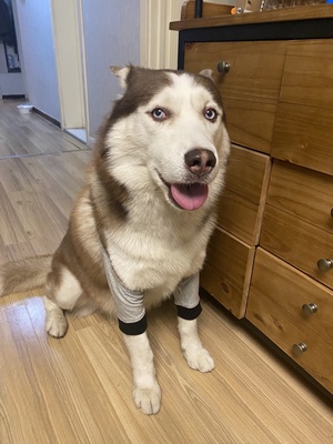 Dog Front Elbow Brace review Adrienne