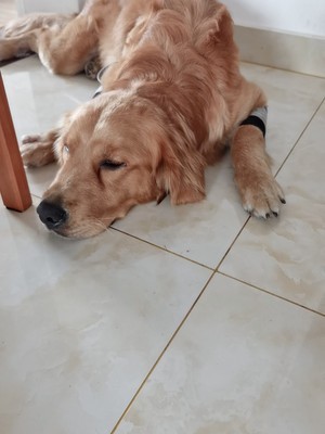 Dog Front Elbow Brace review