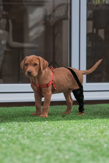 Hinged Dog Leg Brace review Dory girl