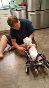 Little Dog Rear Wheelchair review 0