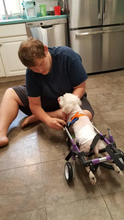 Little Dog Rear Wheelchair review 