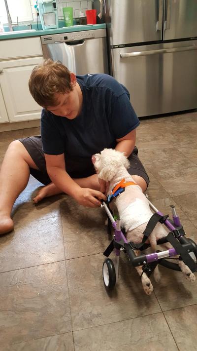 Little Dog Rear Wheelchair review