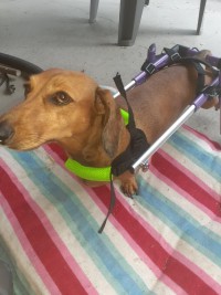 Little Dog Rear Wheelchair review 1