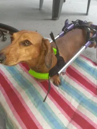 Little Dog Rear Wheelchair review 1