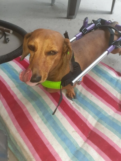 Little Dog Rear Wheelchair review 