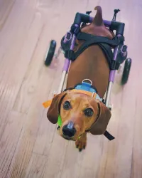 Little Dog Rear Wheelchair review 3
