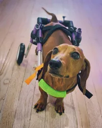 Little Dog Rear Wheelchair review 2