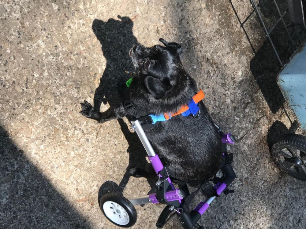 Little Dog Rear Wheelchair review Utefan
