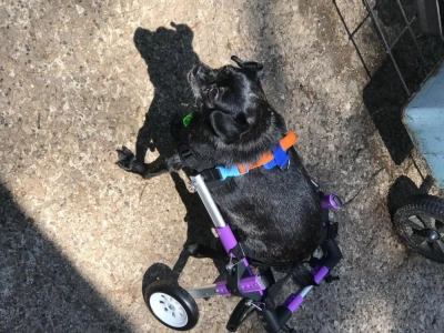 Little Dog Rear Wheelchair review 