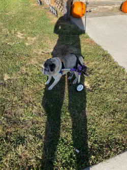Little Dog Rear Wheelchair review D