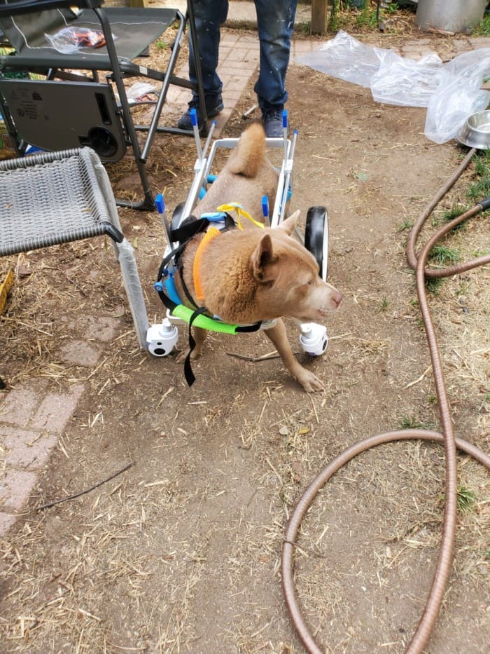 4 Wheel Big Dog Wheelchair review D 01