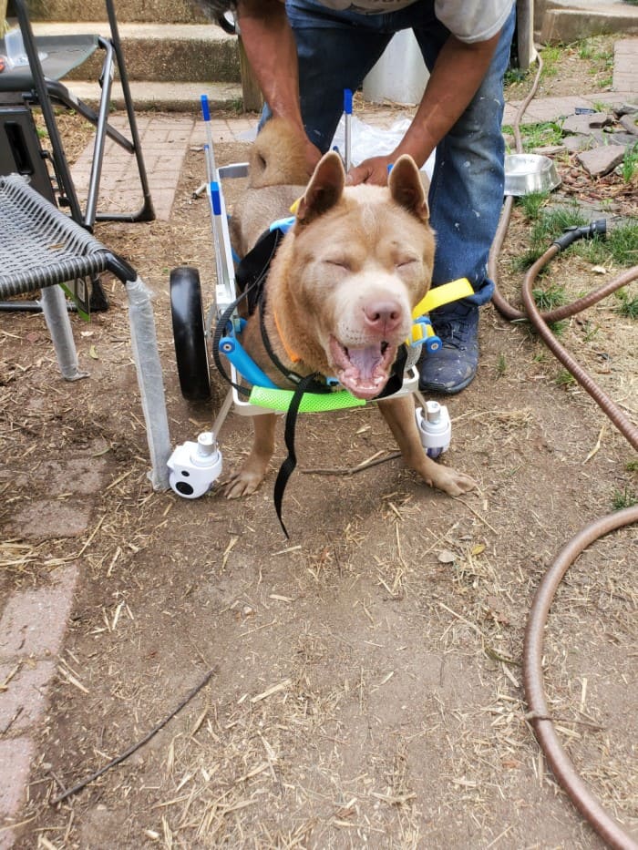 4 Wheel Big Dog Wheelchair review D 03