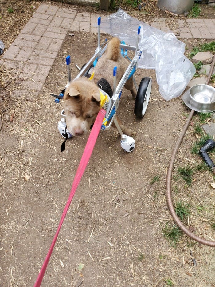 4 Wheel Big Dog Wheelchair review D 02