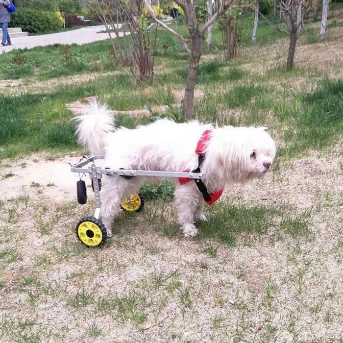 Medium / Large Dog Rear Leg Wheelchair review Matt rice