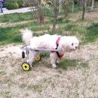 Medium / Large Dog Rear Leg Wheelchair review 0