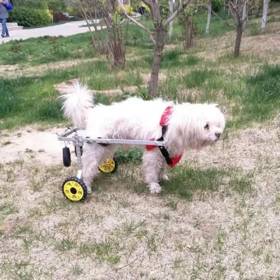 Medium / Large Dog Rear Leg Wheelchair review 