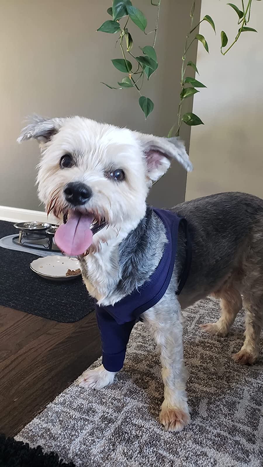 Dog Elbow Wrap review Door guy