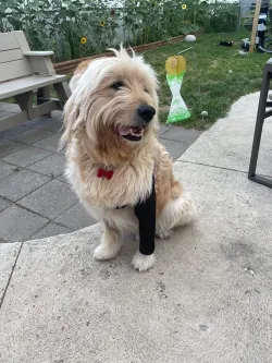 Dog Elbow Wrap review 	Donna Heinrich