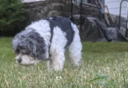 Lightweight Dog IVDD Back Brace  review patricia voisine