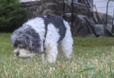 Lightweight Dog IVDD Back Brace  review 