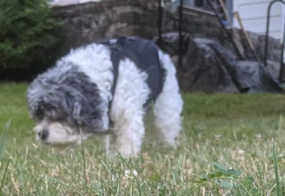 Lightweight Dog IVDD Back Brace  review