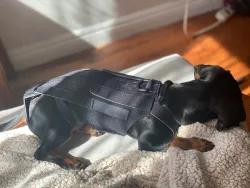Lightweight Dog IVDD Back Brace  review Gloria 01