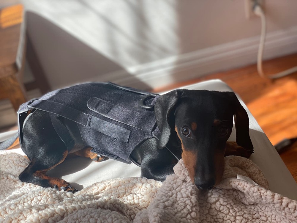 Lightweight Dog IVDD Back Brace  review Gloria 02