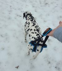 Dog Rear Harness with Handle for Lifting review 0
