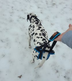 Dog Rear Harness with Handle for Lifting review Jon M