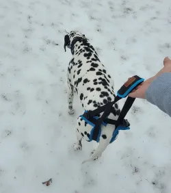 Dog Rear Harness with Handle for Lifting review Jon M