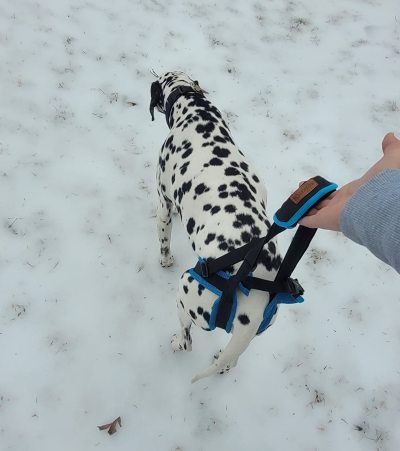 Dog Rear Harness with Handle for Lifting review 