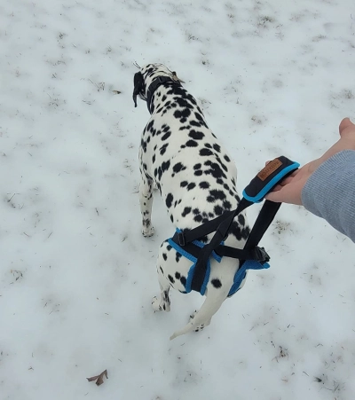 Dog Rear Harness with Handle for Lifting review 