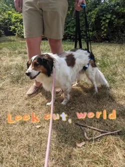 Dog Rear Harness with Handle for Lifting review Rachel Frawley