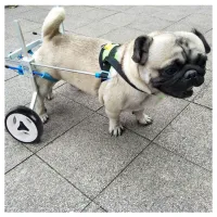 Small Dog Wheelchair for Hind Legs review 0