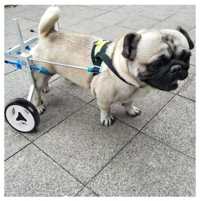 Small Dog Wheelchair for Hind Legs review 