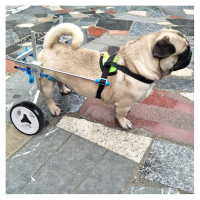 Small Dog Wheelchair for Hind Legs review 1