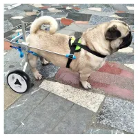 Small Dog Wheelchair for Hind Legs review 1