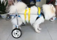 Medium / Large Dog Wheelchair for Back Legs review 0