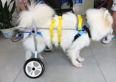 Medium / Large Dog Wheelchair for Back Legs review 