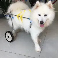 Medium / Large Dog Wheelchair for Back Legs review 1