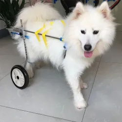 Medium / Large Dog Wheelchair for Back Legs review Alyssa 02