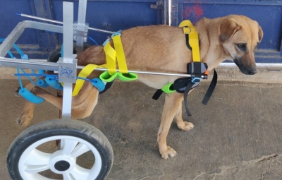 Medium / Large Dog Wheelchair for Back Legs review 
